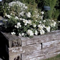 'Tumbling Waters'™ Rosa X 'Tumbling Waters'™ (Bunddækkerose) A-Kvalitet,- Barrods Roser Min. 3 Grene 19 'Tumbling Waters'™ Rosa X 'Tumbling Waters'™ (Bunddækkerose) A-Kvalitet,- Barrods Roser Min. 3 Grene -Osmo Salgsbutik p374 52020 rosa x tumbling waters bunddaekkerose aa4e