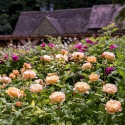 'Roald Dahl' Rosa X 'Roald Dahl' (Engelsk Rose) A-Kvalitet,- Barrods Roser Min. 3 Grene -Osmo Salgsbutik p37507 53111 rosa x roald dahl engelsk rose 9470