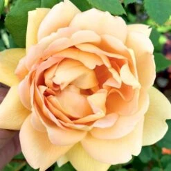 'Roald Dahl' Rosa X 'Roald Dahl' (Engelsk Rose) A-Kvalitet,- Barrods Roser Min. 3 Grene -Osmo Salgsbutik p37507 53113 rosa x roald dahl engelsk rose f9c1