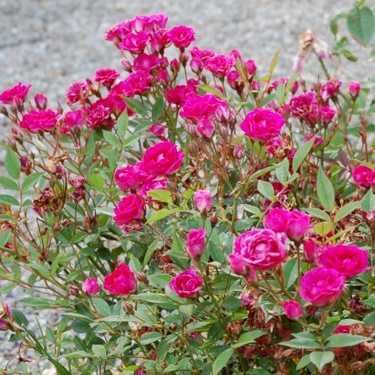 'Perla De Alcañada' Rosa X 'Perla De Alcañada' (Bunddækkerose) A-Kvalitet,- Barrods Roser Min. 3 Grene 1 'Perla De Alcañada' Rosa X 'Perla De Alcañada' (Bunddækkerose) A-Kvalitet,- Barrods Roser Min. 3 Grene