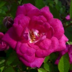 'Perla De Alcañada' Rosa X 'Perla De Alcañada' (Bunddækkerose) A-Kvalitet,- Barrods Roser Min. 3 Grene 5 'Perla De Alcañada' Rosa X 'Perla De Alcañada' (Bunddækkerose) A-Kvalitet,- Barrods Roser Min. 3 Grene -Osmo Salgsbutik p37509 53359 rosa x perla de alcanada bunddaekkerose 3268