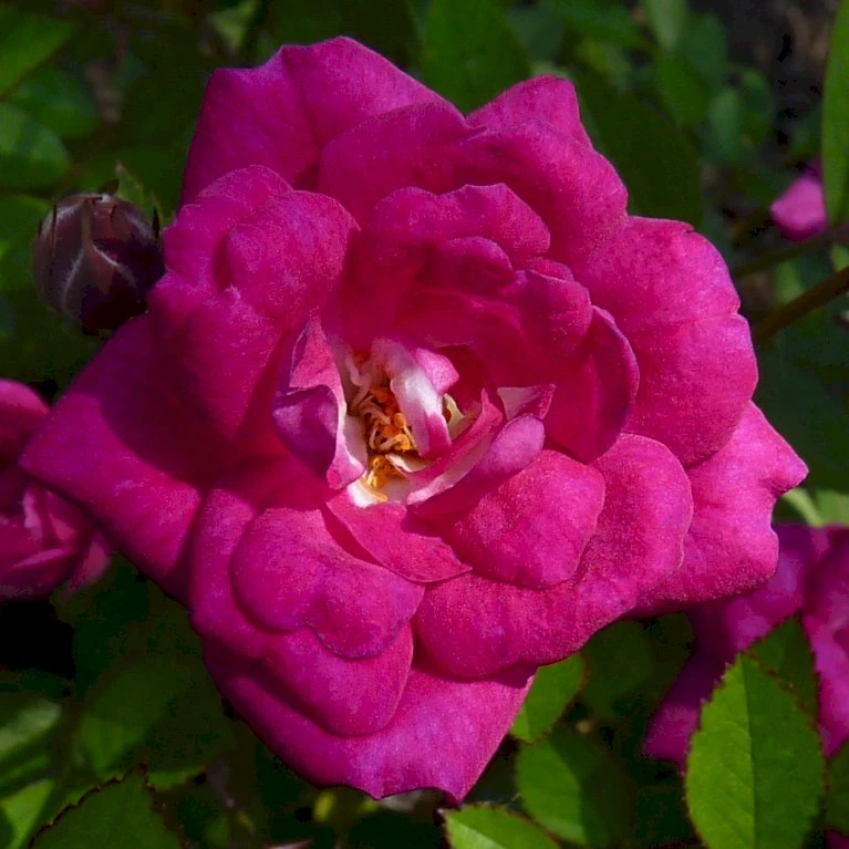 'Perla De Alcañada' Rosa X 'Perla De Alcañada' (Bunddækkerose) A-Kvalitet,- Barrods Roser Min. 3 Grene 3 'Perla De Alcañada' Rosa X 'Perla De Alcañada' (Bunddækkerose) A-Kvalitet,- Barrods Roser Min. 3 Grene - Billede 3
