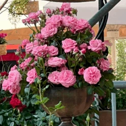 'The Most Beautiful'™ Rosa X 'The Most Beautiful'™ A-Kvalitet,- Barrods Roser Min. 3 Grene -Osmo Salgsbutik p37510 53468 rosa x the most beautiful 9b23