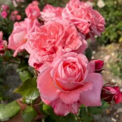 'The Most Beautiful'™ Rosa X 'The Most Beautiful'™ A-Kvalitet,- Barrods Roser Min. 3 Grene -Osmo Salgsbutik p37510 53470 rosa x the most beautiful 837a