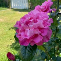 'Hella Joof'™ Rosa X 'Hella Joof'™ (Buketrose) A-Kvalitet,- Barrods Roser Min. 3 Grene -Osmo Salgsbutik p37514 53265 rosa x hella joof buketrose 8141