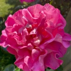 'Hella Joof'™ Rosa X 'Hella Joof'™ (Buketrose) A-Kvalitet,- Barrods Roser Min. 3 Grene -Osmo Salgsbutik p37514 53267 rosa x hella joof buketrose ef29