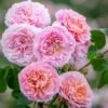 'Eustacia Vye' (syn. STS. Francis And Claire) Rosa X 'Eustacia Vye' (Engelsk Rose) A-Kvalitet,- Barrods Roser Min. 3 Grene