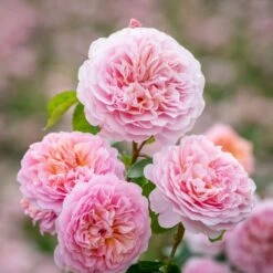 'Eustacia Vye' (syn. STS. Francis And Claire) Rosa X 'Eustacia Vye' (Engelsk Rose) A-Kvalitet,- Barrods Roser Min. 3 Grene -Osmo Salgsbutik p37517 52983 rosa x eustacia vye engelsk rose a71f