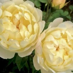 'Nye Bevan'® Rosa X 'Nye Bevan'® (Engelsk Rose) A-Kvalitet,- Barrods Roser Min. 3 Grene 5 'Nye Bevan'® Rosa X 'Nye Bevan'® (Engelsk Rose) A-Kvalitet,- Barrods Roser Min. 3 Grene -Osmo Salgsbutik p37519 53069 rosa x nye bevan engelsk rose 86a4