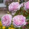 'Silas Marner'™ Rosa X 'Silas Marner'™ (Engelsk Rose) A-Kvalitet,- Barrods Roser Min. 3 Grene