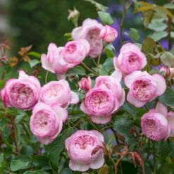 'The Mill On The Floss'™ Rosa X 'The Mill On The Floss'™ (Engelsk Rose) A-Kvalitet,- Barrods Roser Min. 3 Grene -Osmo Salgsbutik p37521 53194 rosa x the mill on the floss engelsk rose 5864