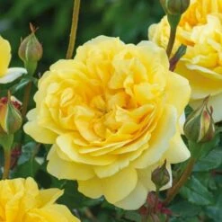 'The Poet's Wife' Rosa X 'The Poet's Wife' (Engelsk Rose) A-Kvalitet,- Barrods Roser Min. 3 Grene -Osmo Salgsbutik p37522 53210 rosa x the poet s wife engelsk rose fb59