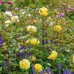 'The Poet's Wife' Rosa X 'The Poet's Wife' (Engelsk Rose) A-Kvalitet,- Barrods Roser Min. 3 Grene -Osmo Salgsbutik p37522 53212 rosa x the poet s wife engelsk rose a17b