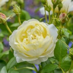 'Vanessa Bell'™ Rosa X 'Vanessa Bell'™ (Engelsk Rose) A-Kvalitet,- Barrods Roser Min. 3 Grene -Osmo Salgsbutik p37523 53236 rosa x vanessa bell engelsk rose fbee