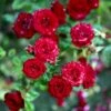 'Velvet Cover'® Rosa X 'Velvet Cover'® (Bunddækkerose) A-Kvalitet,- Barrods Roser Min. 3 Grene