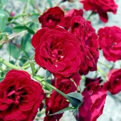 'Velvet Cover'® Rosa X 'Velvet Cover'® (Bunddækkerose) A-Kvalitet,- Barrods Roser Min. 3 Grene 8 'Velvet Cover'® Rosa X 'Velvet Cover'® (Bunddækkerose) A-Kvalitet,- Barrods Roser Min. 3 Grene -Osmo Salgsbutik p375 52022 rosa x velvet cover bunddaekkerose 561d