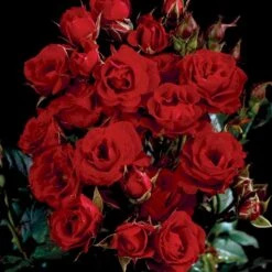 'Velvet Cover'® Rosa X 'Velvet Cover'® (Bunddækkerose) A-Kvalitet,- Barrods Roser Min. 3 Grene 9 'Velvet Cover'® Rosa X 'Velvet Cover'® (Bunddækkerose) A-Kvalitet,- Barrods Roser Min. 3 Grene -Osmo Salgsbutik p375 52023 rosa x velvet cover bunddaekkerose c3b1