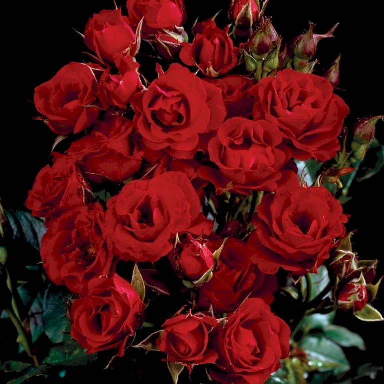 'Velvet Cover'® Rosa X 'Velvet Cover'® (Bunddækkerose) A-Kvalitet,- Barrods Roser Min. 3 Grene 4 'Velvet Cover'® Rosa X 'Velvet Cover'® (Bunddækkerose) A-Kvalitet,- Barrods Roser Min. 3 Grene - Billede 4