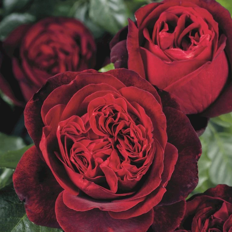 'Admiral'® Rosa X 'Admiral'® (Storblomstrende) A-Kvalitet,- Barrods Roser Min. 3 Grene 1 'Admiral'® Rosa X 'Admiral'® (Storblomstrende) A-Kvalitet,- Barrods Roser Min. 3 Grene