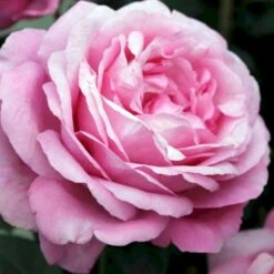 'Desirée'® Rosa X 'Desirée'® (Storblomstrende) A-Kvalitet,- Barrods Roser Min. 3 Grene
