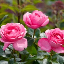 'Desirée'® Rosa X 'Desirée'® (Storblomstrende) A-Kvalitet,- Barrods Roser Min. 3 Grene -Osmo Salgsbutik p37626 53970 rosa x desiree storblomstrende 1dee
