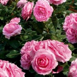 'Millie Rose' Rosa X 'Millie Rose' (Storblomstrende) A-Kvalitet,- Barrods Roser Min. 3 Grene -Osmo Salgsbutik p37627 53455 rosa x millie rose storblomstrende b0f5