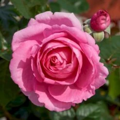 'Millie Rose' Rosa X 'Millie Rose' (Storblomstrende) A-Kvalitet,- Barrods Roser Min. 3 Grene -Osmo Salgsbutik p37627 53456 rosa x millie rose storblomstrende 6d80