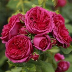 'Sophie Luise'® Rosa X 'Sophie Luise'® (Storblomstrende) A-Kvalitet,- Barrods Roser Min. 3 Grene -Osmo Salgsbutik p37631 53991 rosa x sophie luise storblomstrende ddef
