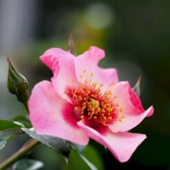 'Eyes On Me' Rosa X 'Eyes On Me' (Buketrose) A-Kvalitet,- Barrods Roser Min. 3 Grene