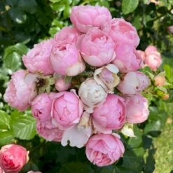 'Norwegian Girl' Rosa X 'Norwegian Girl' (buketrose) A-Kvalitet,- Barrods Roser Min. 3 Grene -Osmo Salgsbutik p37633 53460 rosa x norwegian girl miniature rose 66c3