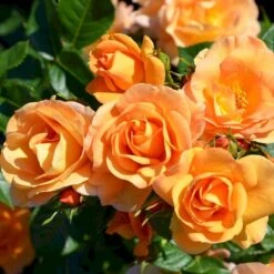 'Portoroz'® Rosa X 'Portoroz'® (Storblomstrende) A-Kvalitet,- Barrods Roser Min. 3 Grene -Osmo Salgsbutik p37634 53626 rosa x portoroz storblomstrende 7729