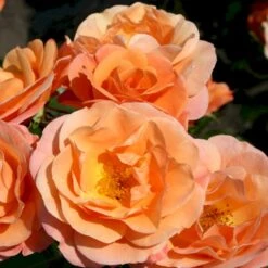 'Portoroz'® Rosa X 'Portoroz'® (Storblomstrende) A-Kvalitet,- Barrods Roser Min. 3 Grene -Osmo Salgsbutik p37634 53627 rosa x portoroz storblomstrende d732