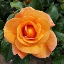 'Portoroz'® Rosa X 'Portoroz'® (Storblomstrende) A-Kvalitet,- Barrods Roser Min. 3 Grene -Osmo Salgsbutik p37634 53628 rosa x portoroz storblomstrende 266f