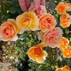 'Ulf Pilgaard'™ Rosa X 'Ulf Pilgaard'™ (Buketrose) A-Kvalitet,- Barrods Roser Min. 3 Grene -Osmo Salgsbutik p37637 53272 rosa x ulf pilgaard buketrose 21a7