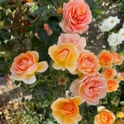 'Ulf Pilgaard'™ Rosa X 'Ulf Pilgaard'™ (Buketrose) A-Kvalitet,- Barrods Roser Min. 3 Grene -Osmo Salgsbutik p37637 53273 rosa x ulf pilgaard buketrose 75f5