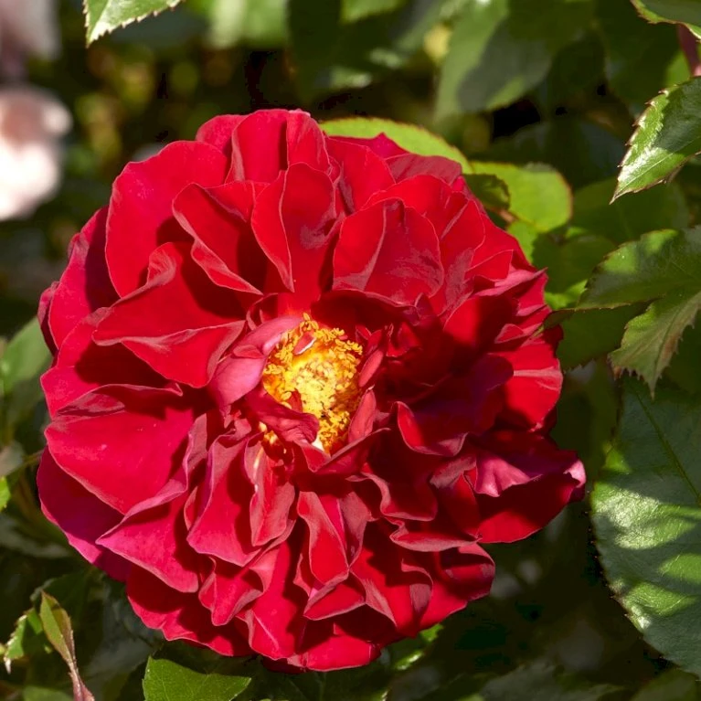 'Farruca'™ Rosa X 'Farruca'™ (Slyngrose) A-Kvalitet,- Barrods Roser Min. 3 Grene 1 'Farruca'™ Rosa X 'Farruca'™ (Slyngrose) A-Kvalitet,- Barrods Roser Min. 3 Grene