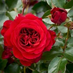 'Farruca'™ Rosa X 'Farruca'™ (Slyngrose) A-Kvalitet,- Barrods Roser Min. 3 Grene 5 'Farruca'™ Rosa X 'Farruca'™ (Slyngrose) A-Kvalitet,- Barrods Roser Min. 3 Grene -Osmo Salgsbutik p37639 52223 rosa x farruca slyngrose 0afc
