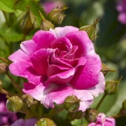 'Kolo'™ Rosa X 'Kolo'™ (Slyngrose) A-Kvalitet,- Barrods Roser Min. 3 Grene -Osmo Salgsbutik p37640 52231 rosa x kolo slyngrose 0684