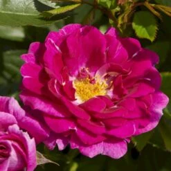 'Kolo'™ Rosa X 'Kolo'™ (Slyngrose) A-Kvalitet,- Barrods Roser Min. 3 Grene -Osmo Salgsbutik p37640 52232 rosa x kolo slyngrose c6d8