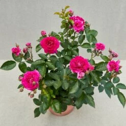 'Kolo'™ Rosa X 'Kolo'™ (Slyngrose) A-Kvalitet,- Barrods Roser Min. 3 Grene -Osmo Salgsbutik p37640 52233 rosa x kolo slyngrose 5044