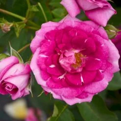 'Kolo'™ Rosa X 'Kolo'™ (Slyngrose) A-Kvalitet,- Barrods Roser Min. 3 Grene -Osmo Salgsbutik p37640 52234 rosa x kolo slyngrose 2da0