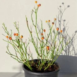 'Kolo'™ Rosa X 'Kolo'™ (Slyngrose) A-Kvalitet,- Barrods Roser Min. 3 Grene -Osmo Salgsbutik p37640 52235 rosa x kolo slyngrose 0aa2