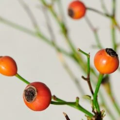 'Kolo'™ Rosa X 'Kolo'™ (Slyngrose) A-Kvalitet,- Barrods Roser Min. 3 Grene -Osmo Salgsbutik p37640 52236 rosa x kolo slyngrose 0a0b