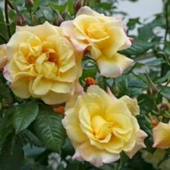 'Kordes Moonlight'® Rosa X 'Kordes Moonlight'® (Klatrerose) A-Kvalitet,- Barrods Roser Min. 3 Grene -Osmo Salgsbutik p37641 53483 rosa x kordes moonlight klatrerose 04b1