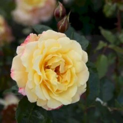 'Kordes Moonlight'® Rosa X 'Kordes Moonlight'® (Klatrerose) A-Kvalitet,- Barrods Roser Min. 3 Grene -Osmo Salgsbutik p37641 53612 rosa x kordes moonlight klatrerose 7137