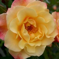 'Kordes Moonlight'® Rosa X 'Kordes Moonlight'® (Klatrerose) A-Kvalitet,- Barrods Roser Min. 3 Grene -Osmo Salgsbutik p37641 53613 rosa x kordes moonlight klatrerose 6415