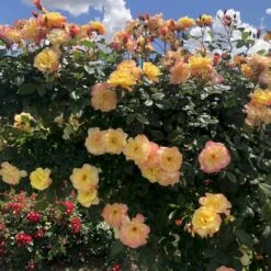 'Kordes Moonlight'® Rosa X 'Kordes Moonlight'® (Klatrerose) A-Kvalitet,- Barrods Roser Min. 3 Grene -Osmo Salgsbutik p37641 53614 rosa x kordes moonlight klatrerose b3a2