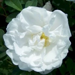 Rynket Rose 'Lac Majeau' Rosa Rugosa 'Lac Majeau' A-Kvalitet,- Barrods Roser Min. 3 Grene