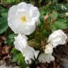 Rynket Rose 'Marie Bugnet' Rosa Rugosa 'Marie Bugnet' A-Kvalitet,- Barrods Roser Min. 3 Grene