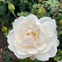 'Crazy In Love Pure'™ Rosa X 'Crazy In Love Pure'™ (Slyngrose) A-Kvalitet,- Barrods Roser Min. 3 Grene -Osmo Salgsbutik p37651 53277 rosa x crazy in love pure buketrose 448f